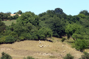 Weidende Schafe auf einer der wichtigen Magerrasenflächen am Faulen Berg bei Dauernheim.