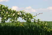 Ein Getreidefeld versteckt sich hinter einem Blütenzweig des Weißdorns.