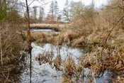 Im Berstädter Markwald wurde ein Amphibienbiotop angelegt.
