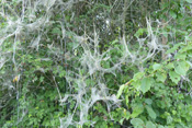 Eine Hecke bei Ober-Mörlen ist mit lauter kleinen Gespenstern versehen. Es sind die Webfäden der Gespinstmotte, die, verborgen unter den 'Gespenstern' die Hecke kahl fressen.