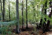 Ausgedehnte Buchenwälder finden sich in der östlichen Wetterau.