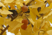 Strahlend gelb präsentieren sich die Ginkgo-Bäume im Herbst.