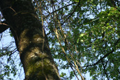 Waldreben sind Kletterpflanzen der Wetterauer Wälder.