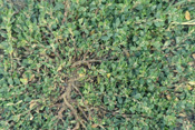 Der anspruchslose Vogelknöterich wächst vorwiegend auf Ruderalflächen.