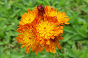 Als Gartenflüchtling kommt das Orangerote Habichtkraut auch in der Wetterauer Natur vor.