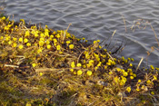 Huflattich gehört zu den ersten Blühpflanzen des Jahres in der Wetterau.