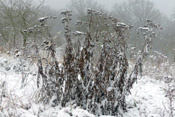 Auffallend ragen die vertrockneten Stängel des Rainfarn im Winter aus der Schneedecke empor.