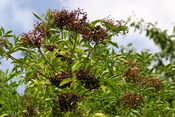 Die reifen Früchte des Holunders erkennt man an ihrer sind schwarzen Farbe.