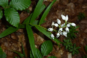 Schwertblättrige Waldvöglein sind Orchideen der Wetterauer Wälder.