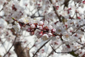 Die Blütezeit der Aprikosen reicht von März bis April.
