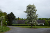 Alte Weißdorne können große Baumstrukturen bilden.