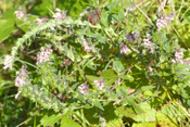 Als Spätblüher ist der 'Rote Zahntrost' eine wichtige Nahrungspflanze für Insekten.
