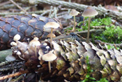 Aus einem verrottenden Fichtenzapfen im Waldboden wachsen die kleinen Fichtenzapfenrüblinge.