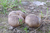 Kartoffelboviste sehen wie liegengebliebene Kartoffeln aus.