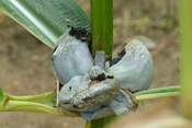 Maisbeulenbrand ist ein Pilz der beim Mais, seiner einzigen Wirtspflanze in Europa, die gleichnahmige Krankheit verursacht.