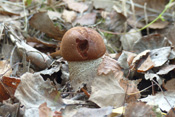 Ein rotbrauner Hut und einen weißen Stiel weisen die gedrungenen Pilze aus. Man findet die Pilze nur unter Espen.