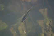 Der Döbel ist ein häufig vorkommender Fisch in der Wetterau.