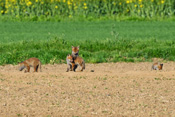 In der Nähe ihres Baues spielen Fuchswelpen ausgelassen in der Sonne.