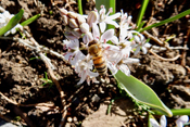 Der Bestand der westlichen Honigbiene ist aufgrund giftiger Spritzmittel in der Landwirtschaft stark rückläufig.