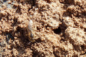 Eine Sandbiene gräbt Ihre Legeröhre zur Eiablage in lockeres Erdreich oder in Sand.