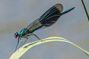 Eine männliche 'Gebänderte Prachtlibelle' mit arttypischem Flügelmuster.