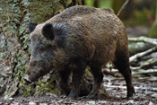 Wildschweine sind häufige Wildtiere der Wetterau. Sie ernähren sich von allem was Feld und Wald ihnen bietet.