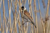 Rohrammern sind Brutvögel in den Wetterauer Feuchtgebieten.