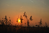 Sonnenuntergang am Fischteich in Stammheim.