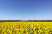 Während des Corona-Shut-Downs ist der Himmel über Altenstadt komplett kondenzstreifenfrei.