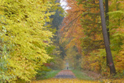 Herbststimmung im Bad-Nauheimer Buchenwald.