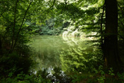 Im Forellenteich unterhalb des Wannkopfes im Echzeller Markwald befindet sich der Forellenteich.