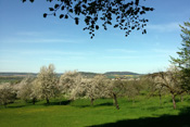 Blühende Streuobstwiesen vor der Kulisse des Glaubergplateaus.