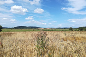 Reifes Getreide, dahinter das grüne Tal des Seemenbaches und im Hintergrund der, durch die keltischen Funde weithin bekannte Glauberg.