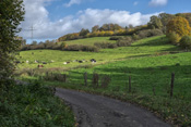 Herbststimmung mit Fleckvieh am Radweg zwischen Ranstadt und Bellmuth.