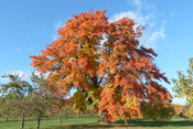 Am Ockstädter Kirschberg leuchtet das welke Laub des dicksten Speierlings Deutschlands in der Herbstsonne.