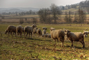 Schafe beweiden die Hanglage gegenüber dem Dauernheimer Hof an einem trüben Herbsttag in der Wetterau.