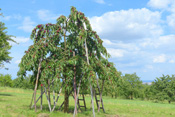 Reicher Obstertrag auf dem Kirschberg in Ockstadt.