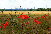 Der Rand eines Getreidefeldes vor dem Hintergrund der Frankfurter Skyline. Mittendrin, ein Kornfeld der Wetterau.