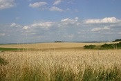 Im Wind wogende Kornfelder sind typisch für die Wetterau als ehemalige Kornkammer des Heiligen Römischen Reiches Deutscher Nation.