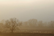 Die Horloff-Aue bei unter Widdersheim im Herbstnebel.