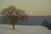 Ein Nussbaum bei Vollmond nahe dem Wetterau-Ort Ulfa.