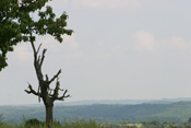 Blick zu den Wäldern im Osten der Wetterau.