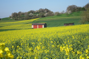 Rapsfelder in der reizvollen Wetterau.