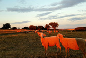 
In der Abendsonne leuchten weidende Schafe bei Münzenberg strahlend rot.
