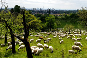 
Weidende Schafe vor der Frankfurter Skyline.