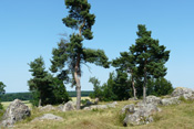 Der Steinberg bei Trais-Münzenberg.