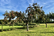 Streuobstbestände gehören zum Landschaftsbild der Wetterau.