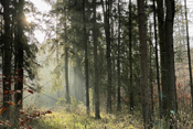 Im Gegenlicht der tiefstehenden Wintersonne präsentiert sich der Nadelwald märchenhaft.