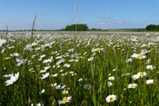 Arteneich präsentiert sich eine Wiese bei Nieder-Wöllstadt.