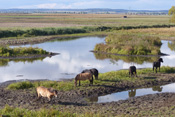 Exmoor-Ponys beweiden das Bingenheimer Ried.